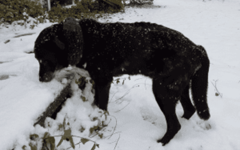 A black Labrador Retriever sniffing snow on a porch. A new study suggests that smelling human stress can alter dogs' behaviors.