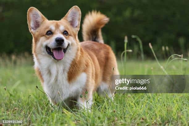 How Queen Elizabeth's corgis celebrated International Dog Day 2024