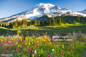 Mt. Rainier