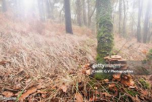 The Hidden World of Fungi: Nature’s Underground Network