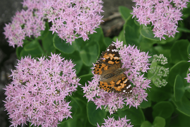 A painted lady butterfly resting on pink sedum flowers in a pollinator garden.