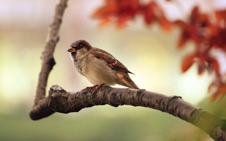 The Science Behind Birdsong and Its Impact on Human Mood