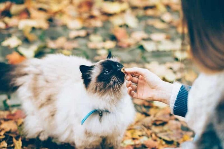 Cats Can Eat courtesy of The Art of Self-Compassion: Learning to Be Kind