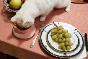 Cats can eat courtesy of https://www.pexels.com/photo/white-cat-drinking-in-a-cup-6869654/