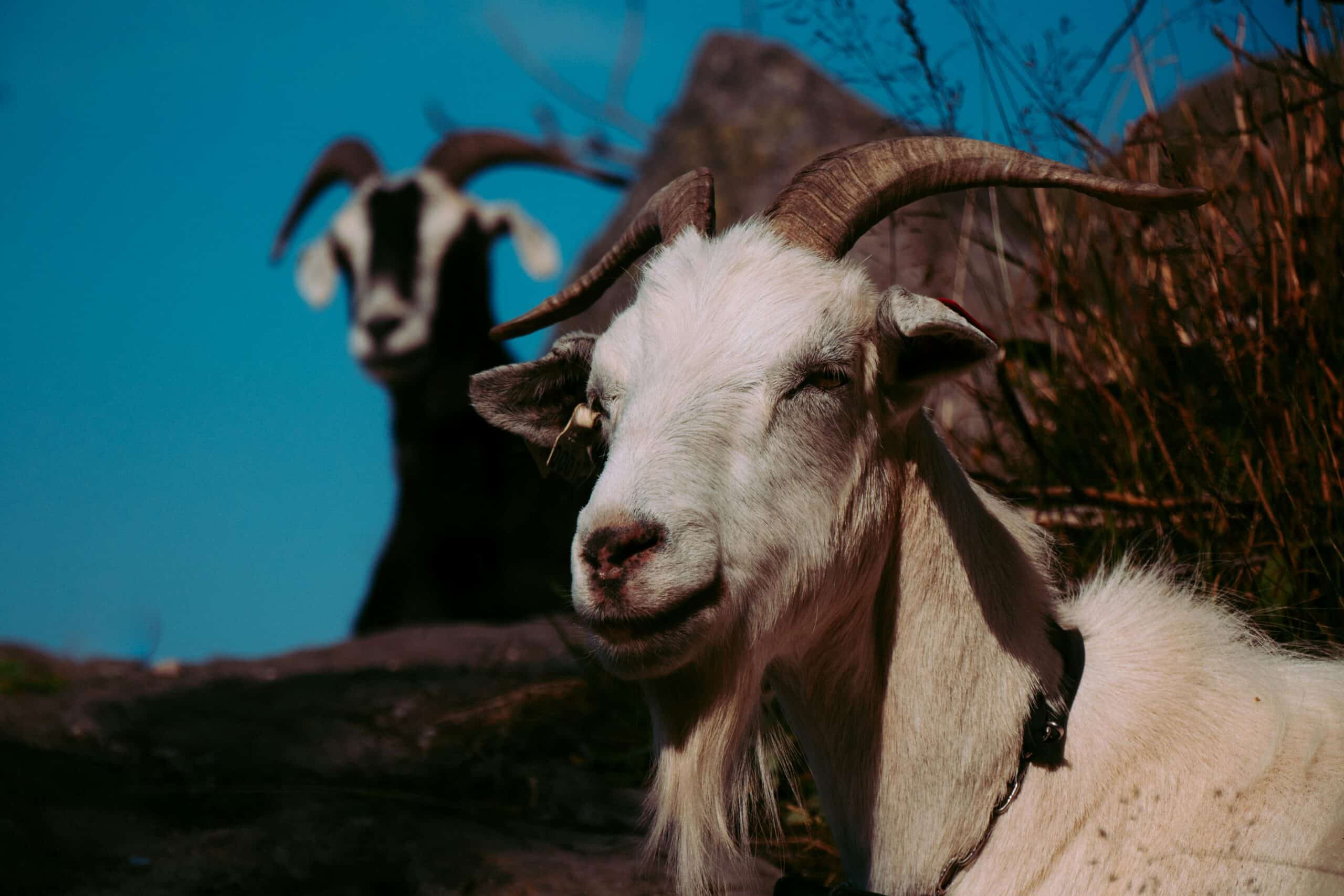 Capricorn (The Ram)