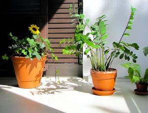 Urban Garden