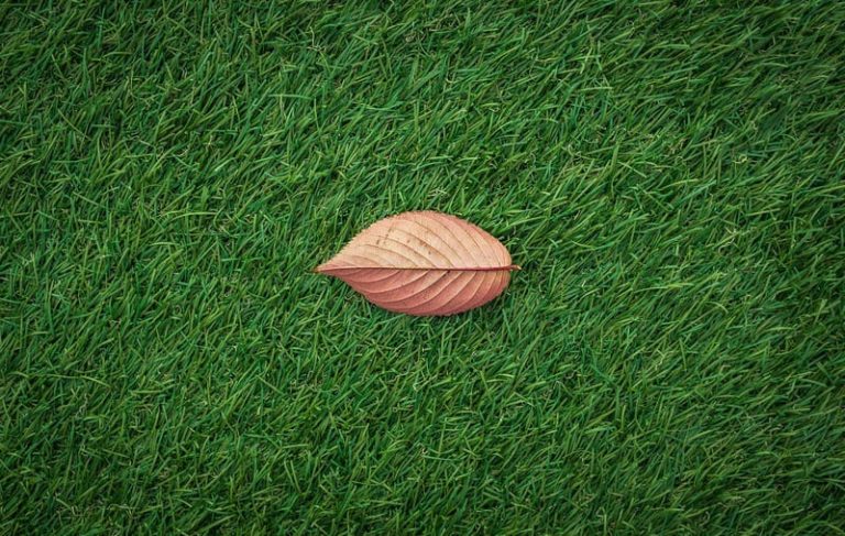 Grass