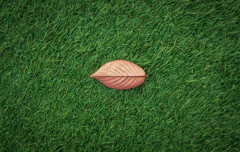 Grass