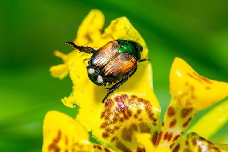 Invasive insects