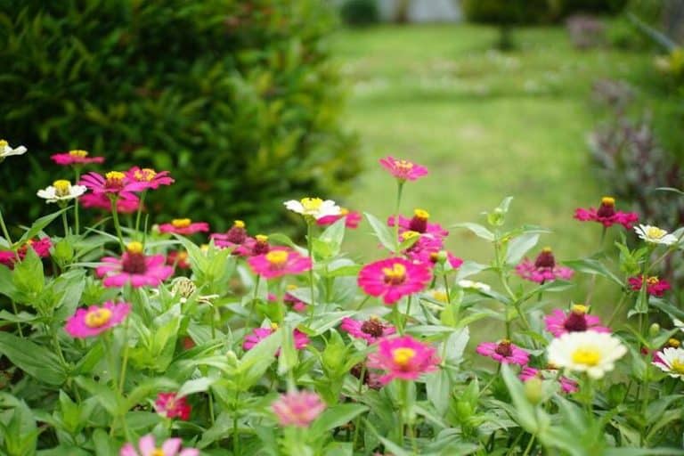 Zinnia