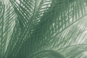 Palm Sunday 2025