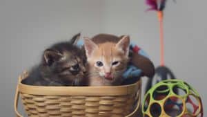 Two playful kittens nestled in a basket surrounded by colorful toys indoors.