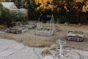 Backyard renovation