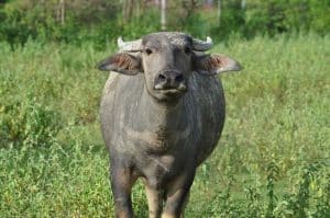 Beef tallow