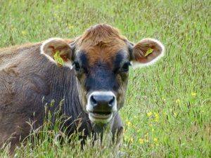 Beef tallow