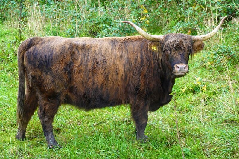 Beef tallow
