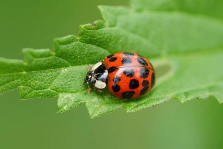 Bugs