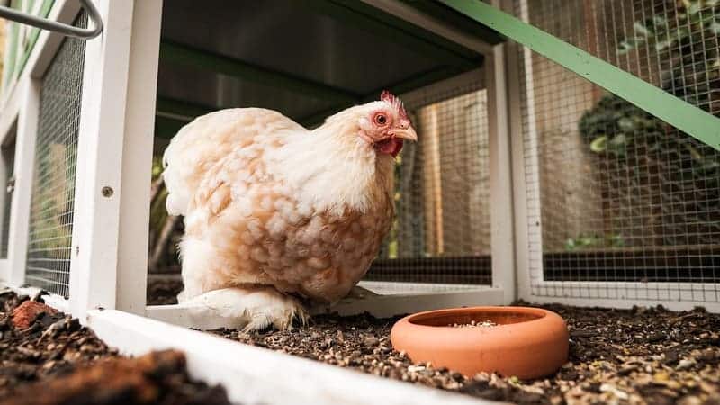 Chicken coops