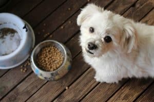 Dog food