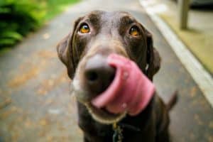 Dog food