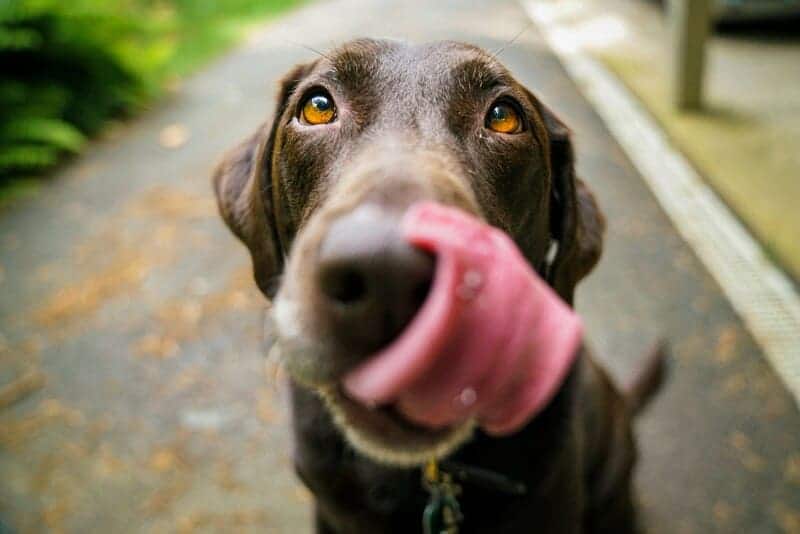 Dog food