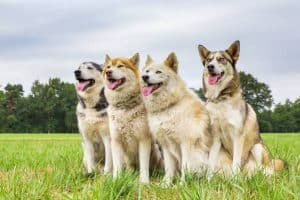 Dog Boarding