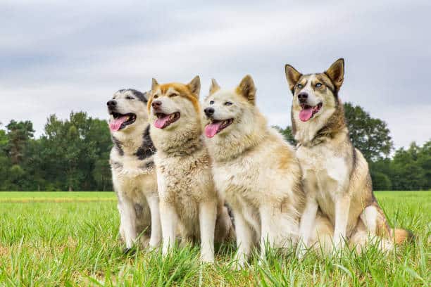 Dog Boarding