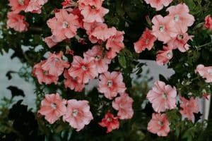 Summer annuals