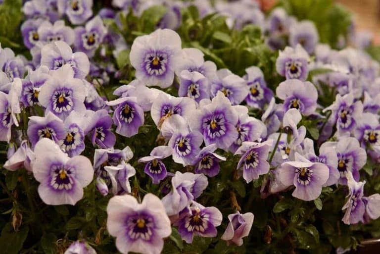 Summer annuals