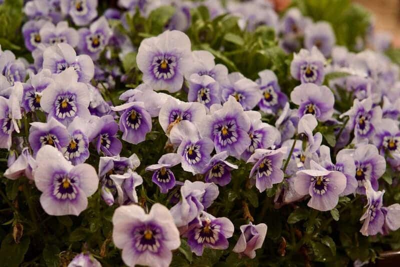 Summer annuals