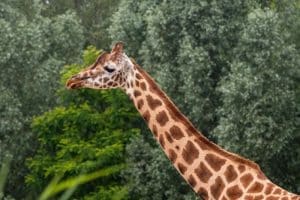 Top 10 Best Places to Go on Safari