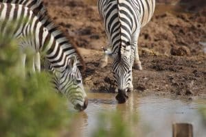 Top 10 Best Places to Go on Safari