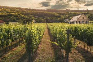Wine destinations