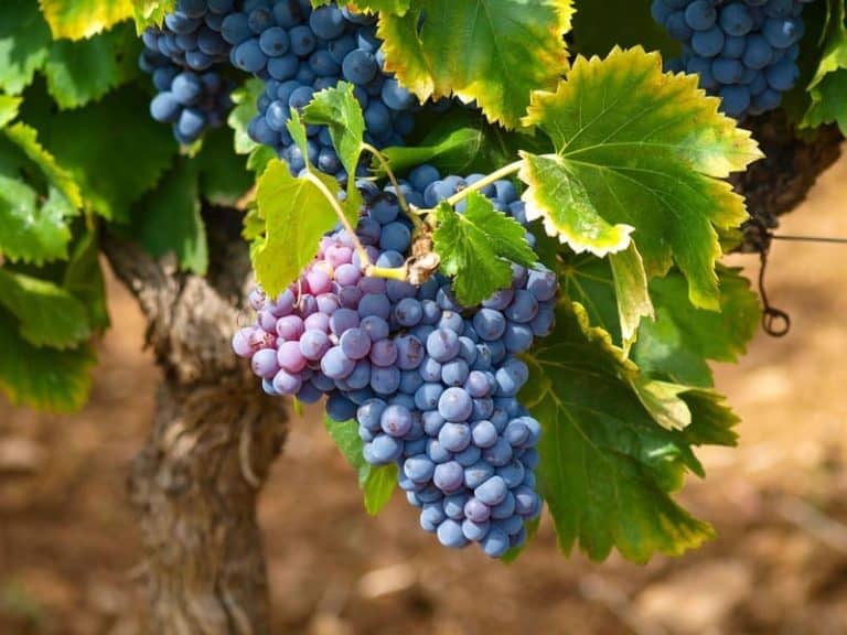 Wine destinations