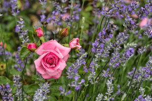 Plant Pairings