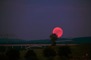 Strawberry Full Moon, Taurus