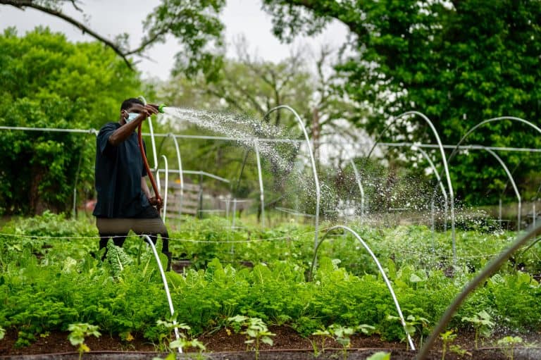 A man watering vegetable crops in an urban farm, depicting sustainable gardening during the pandemic. urban farming