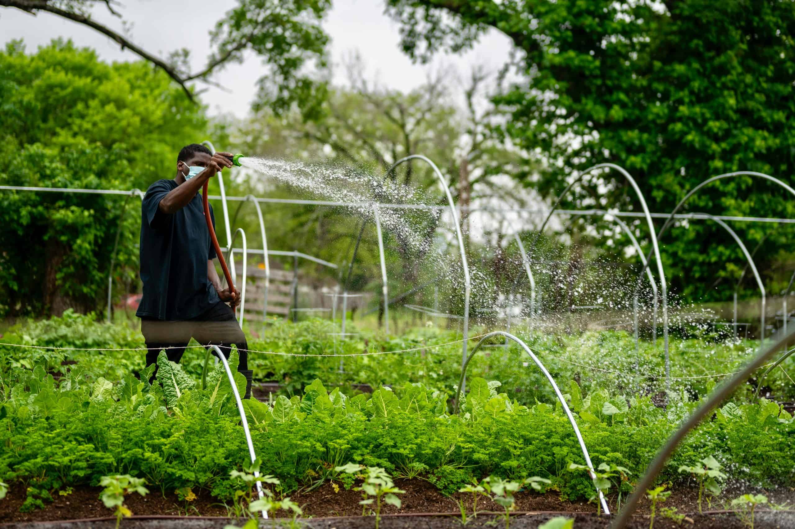 A man watering vegetable crops in an urban farm, depicting sustainable gardening during the pandemic. urban farming