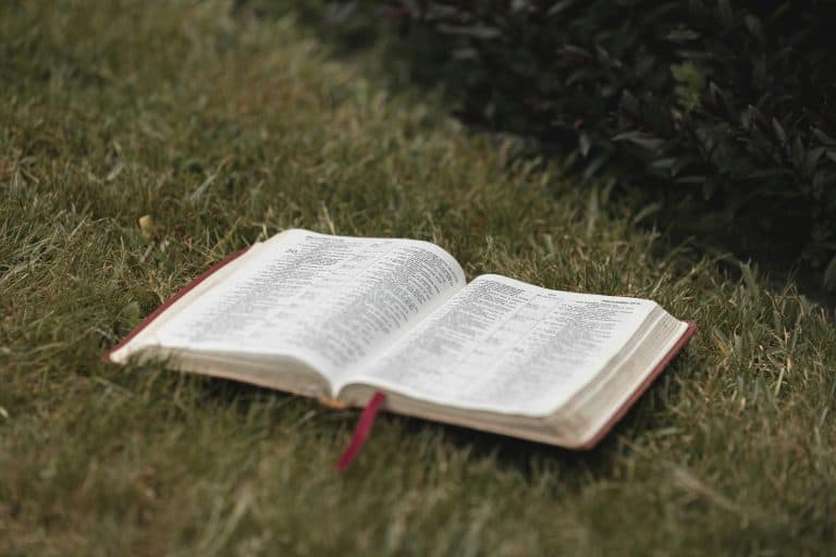 An open Bible rests on a lush grassy field in Hamilton, New Zealand, creating a serene and spiritual ambiance, daily devotional
