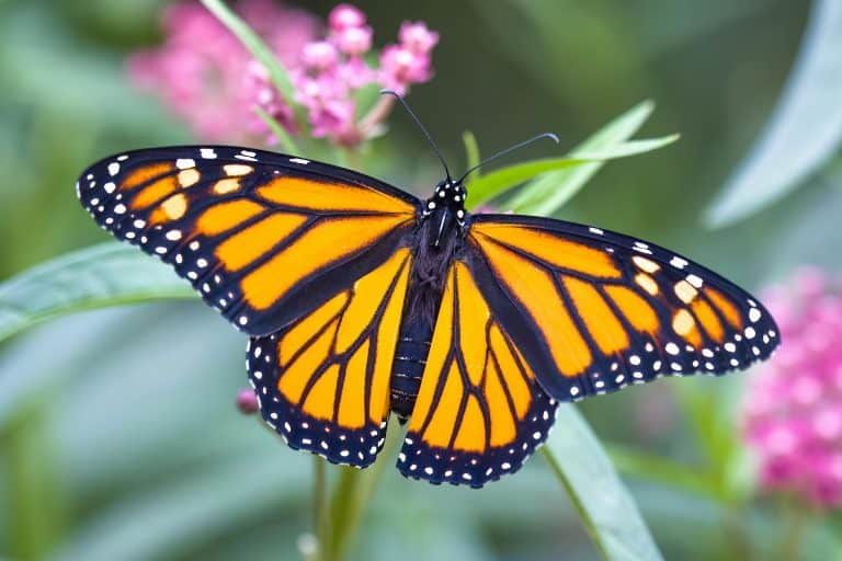 Oklahoma, monarchs, Detailed capture of a Monarch butterfly (Danaus plexippus) perching on vibrant pink flowers, showcasing its vivid orange and black wings.