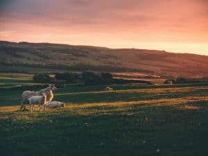 A picturesque rural landscape featuring sheep grazing in a sunlit pasture at sunset. Daily devotion