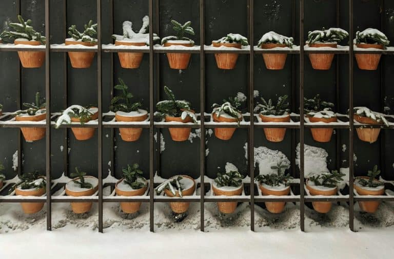 garder, fall, winter, Terracotta pots with evergreen plants covered in snow on a vertical rack during winter.