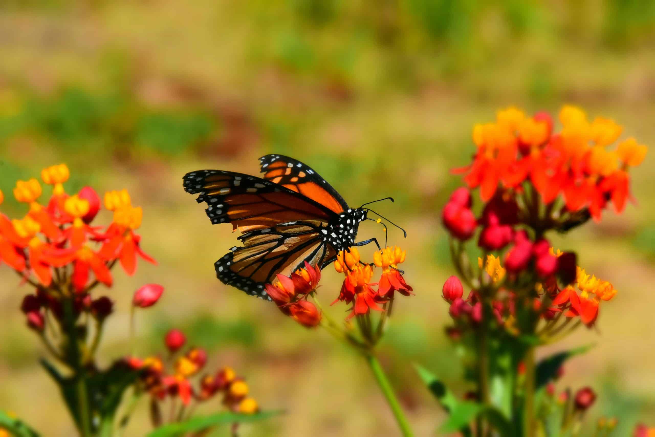 Close-up of a monarch butterfly on orange and red flowers outdoors.