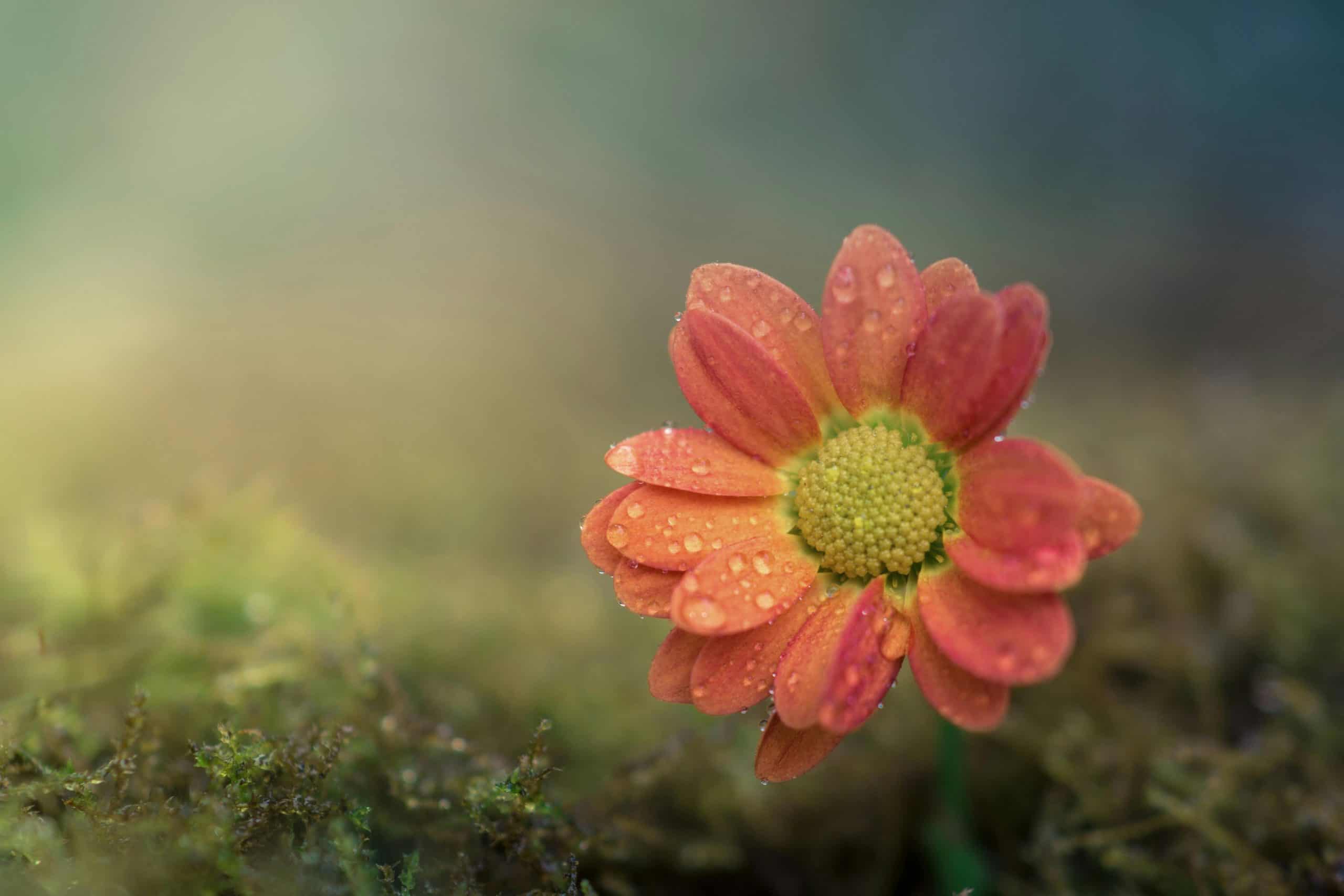 Macro shot of an orange flower with dew droplets on petals, evoking freshness.