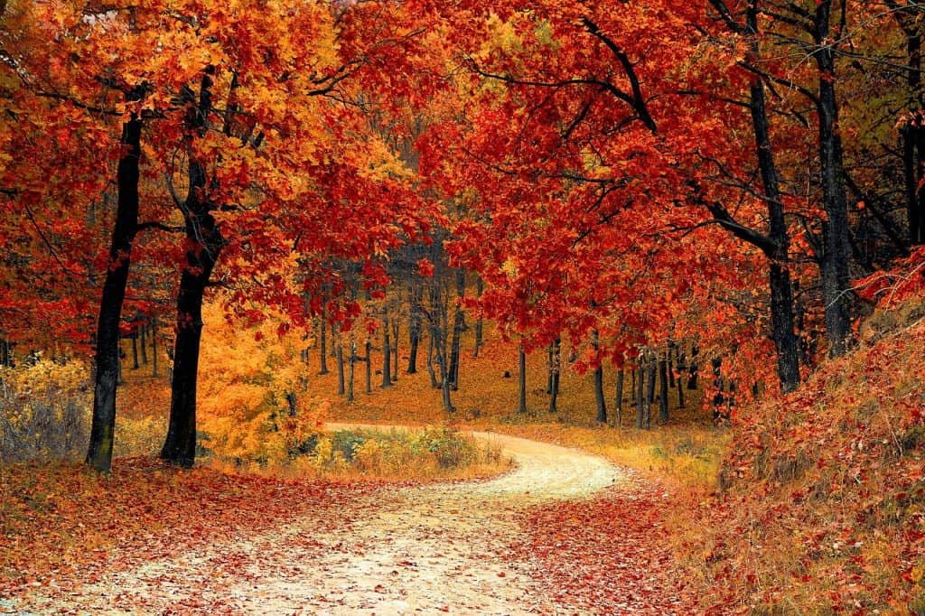 road, forest, fall, path, trail, trees, woods, foliage, leaves, autumn, season, seasonal, natural, landscape, scenic, nature, nature wallpaper, forest, fall, autumn, nature, nature, nature, nature, nature, fall foliage