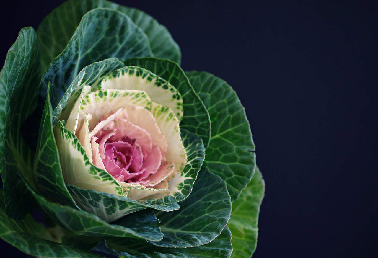 cabbage rose, flower, flower wallpaper, blossom, beautiful flowers, plant, nature, botanical, flora, flower background, bloom, kale