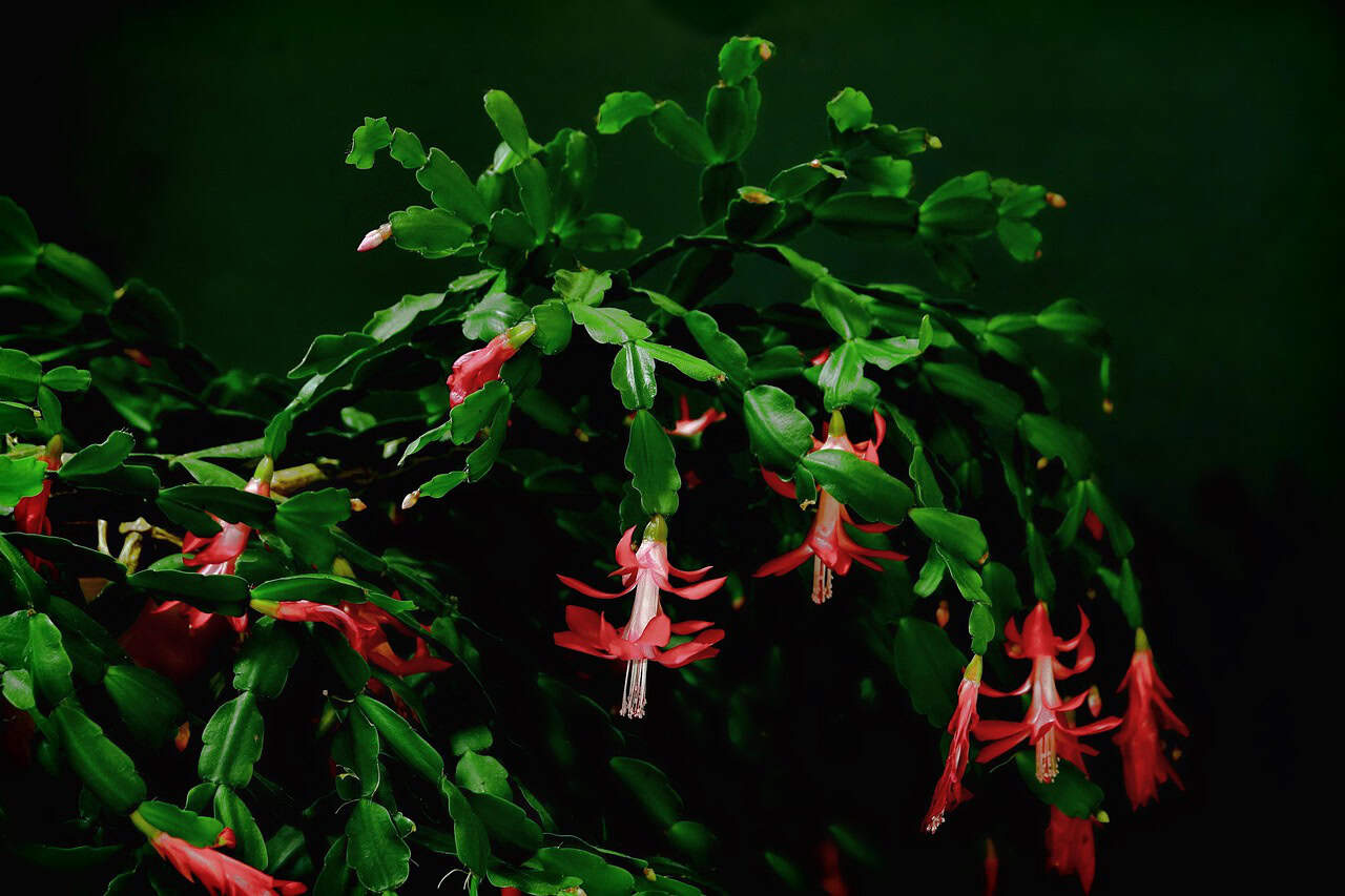 plant, leaf, nature, cactus, christmas cactus, cactus flowers, christmas cactus, christmas cactus, christmas cactus, christmas cactus, christmas cactus