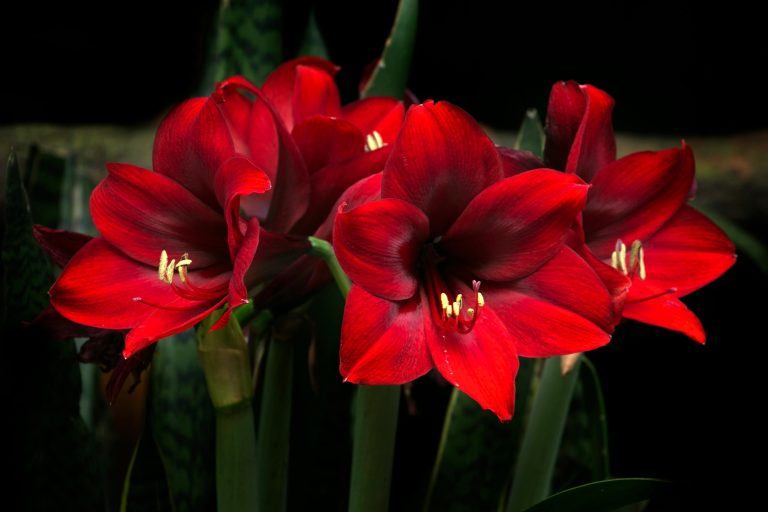 Holiday blooms, Stunning close-up of vibrant red amaryllis flowers in full bloom against a dark background.