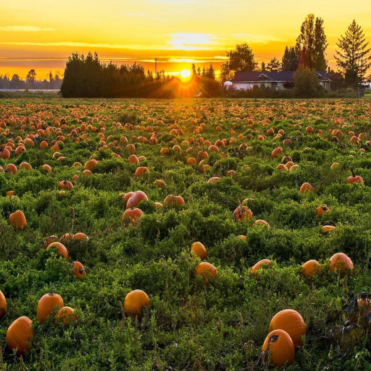 Rural Halloween, trunk or treat, Photo by James Wheeler: https://www.pexels.com/photo/photo-of-field-full-of-pumpkins-1486976/